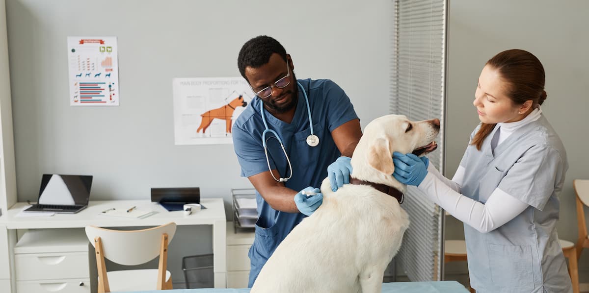 Veterinarians examining dog