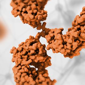 Antibody rendering - Zoetis