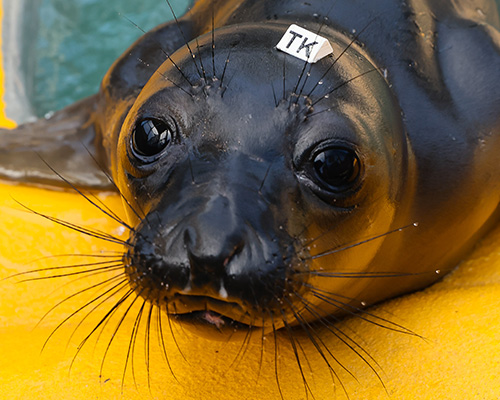Seal in rehabilitation pool - Zoetis