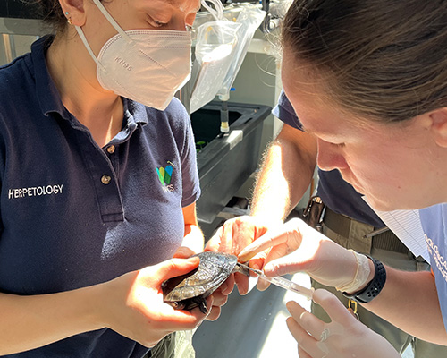 A female veterinary resident, assisted by another female veterinary professional, carefully handles an endangered Rote Island snake-necked turtle for a medical procedure.