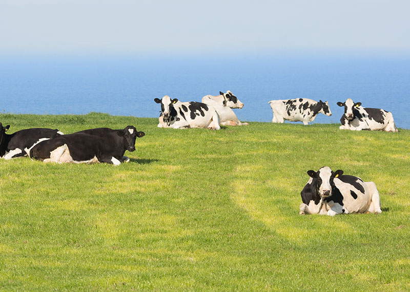 Cows on open field