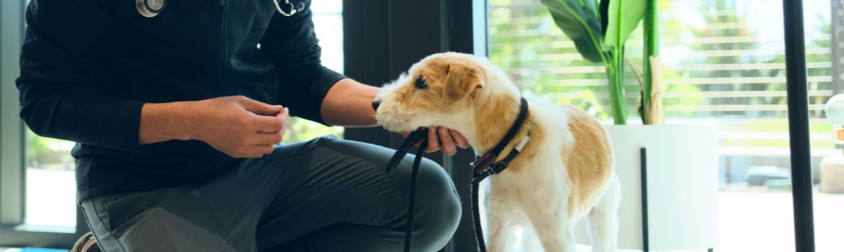 Dog with veterinarian - Zoetis