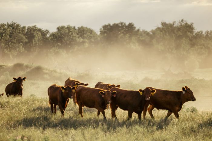 Beef cattle in field - Zoetis