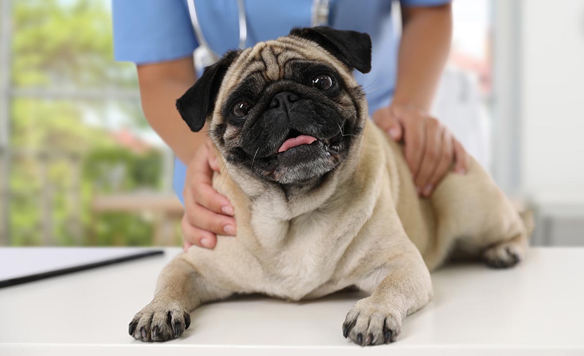 Veterinarian holding a pug for Apoquel - Zoetis