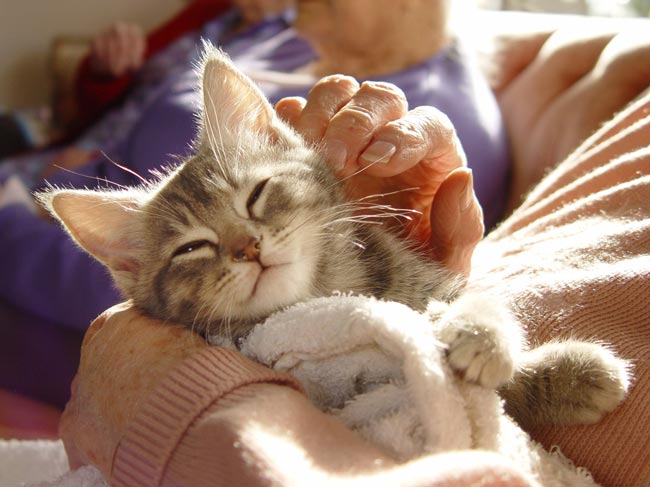 Senior citizen petting cat